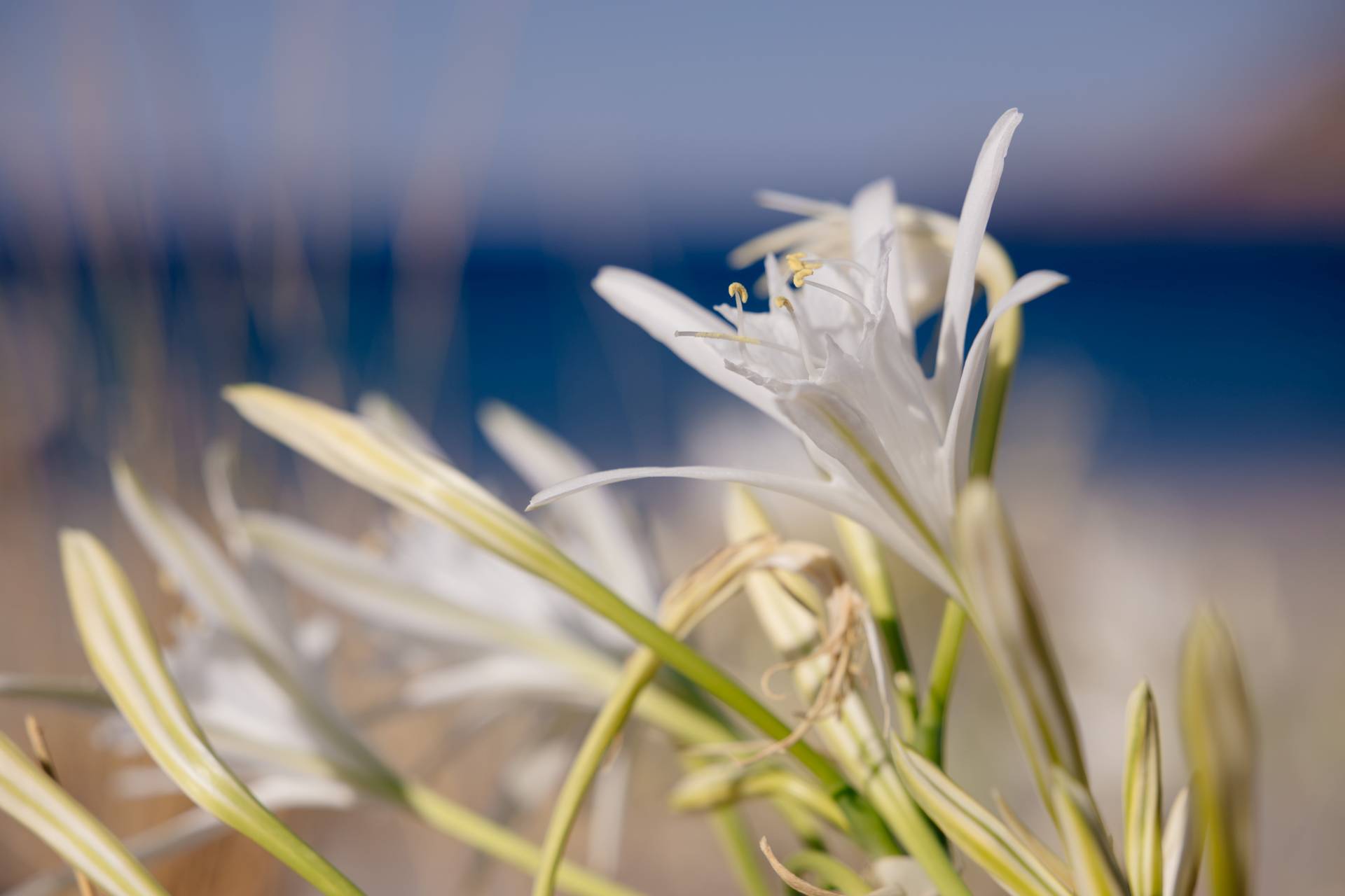 DISCOVER ALIANTHOS ESTATE RESORT CLEAN & MODERN AMENITIES